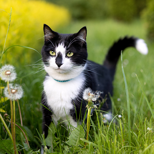 Je suis un chat