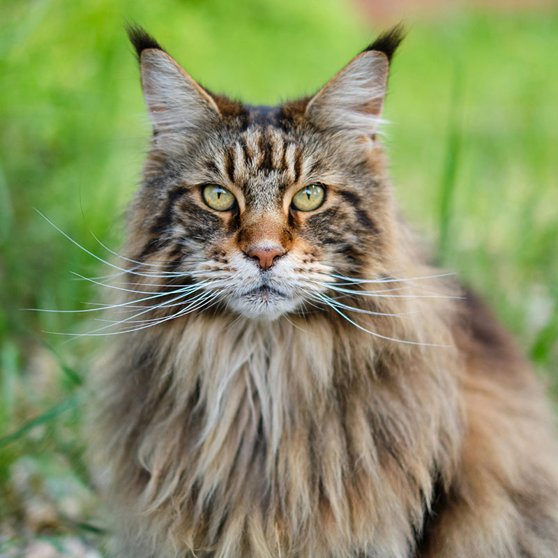 Croquette Chat Gamme Excellence Canard Sardine O'maya Croq