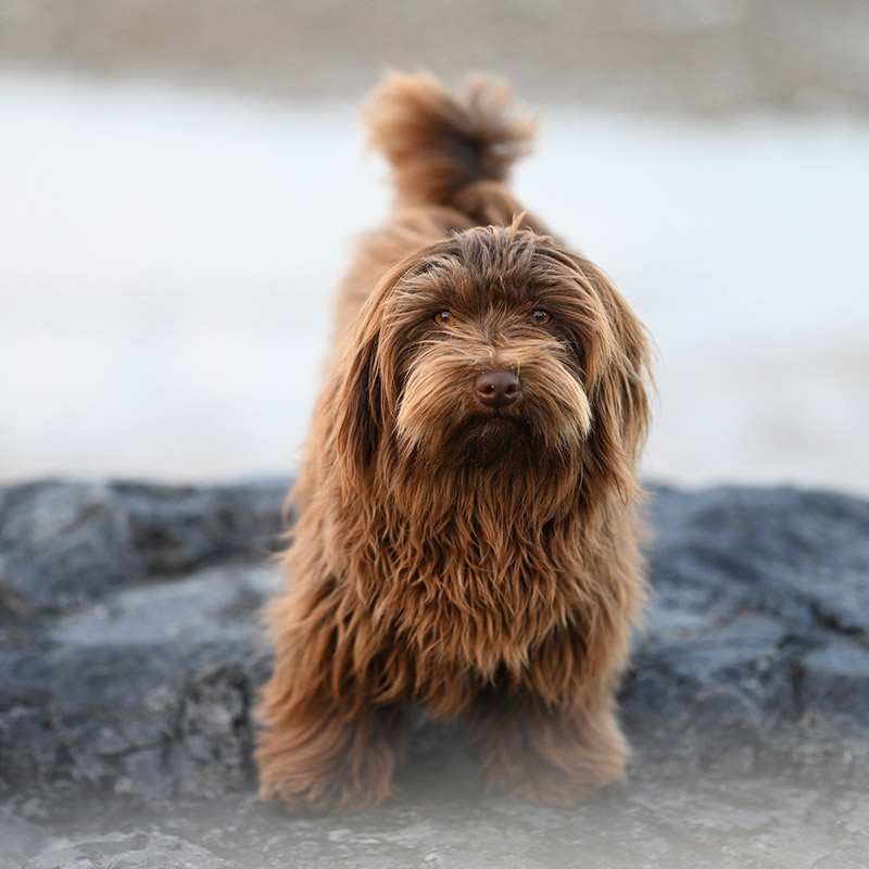 Friandise chien Snackies 100% viande séchée Bâtonnet de Lapin O'Maya Croq