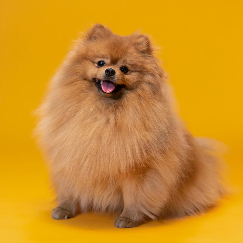 Croquette Chien Gamme Nutrition Naturelle sans céréale petite race O'Maya Croq