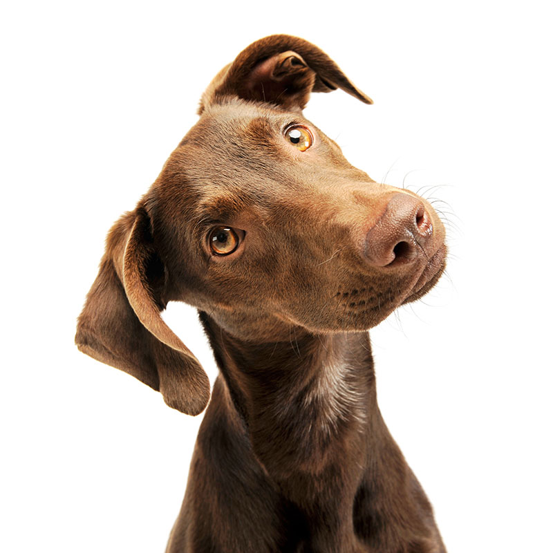 Friandise chien Snackies 100% viande séchée filet de poulet O'Maya Croq